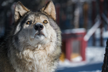 A Timber Wolf in a Snowy Forest during Winter