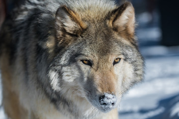 A Timber Wolf in a Snowy Forest during Winter