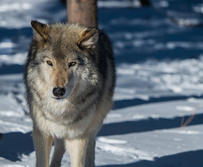 Fototapeta premium A Timber Wolf in a Snowy Forest during Winter