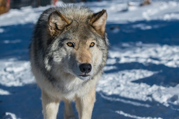 A Timber Wolf in a Snowy Forest during Winter