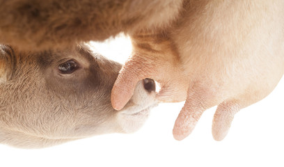 baby calf drinking milk from mother cow isolated on white © Ioan Panaite