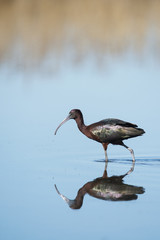 Glossy ibis (Plegadis falcinellus)