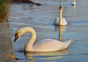 beautiful swan bird in the water