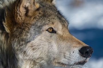 A Timber Wolf in a Snowy Forest during Winter