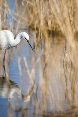 Little egret (Egretta garzetta) hunting between the reeds