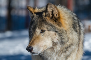 A Timber Wolf in a Snowy Forest during Winter