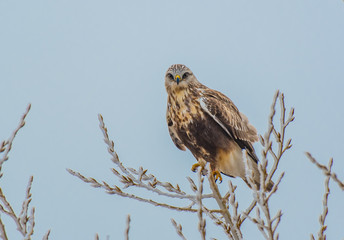 A Ferruginous  Hawk Perched on Tree Top