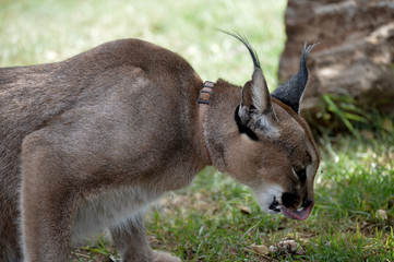A cute Caracal eating food in Jugomaro predator park