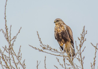 A Ferruginous  Hawk Perched on Tree Top