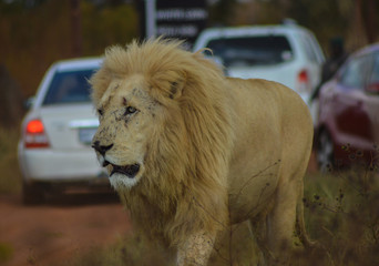 White Lion walking in  front of my car in Rhino and Lion nature reserve