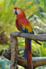 Red Macaw in Monte Casino Bird Gardens