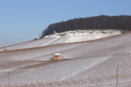 Weinberge am Gaffenberg in Heilbronn mit Schnee