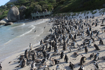 Fototapeta premium Boulders Beach - A unique Penguin beach in Cape Town South Africa