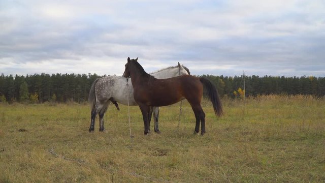 love game and courtship between  two horses on the autumn meadow