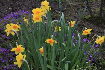 Narzissen (Narcissus), Osterglocke, Osterblumen, Ostern