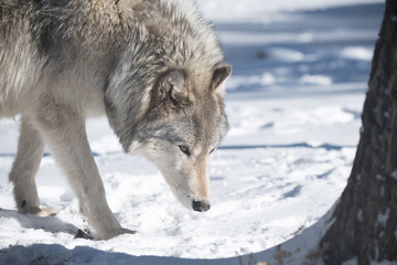 Timber Wolf in Snowy Forest