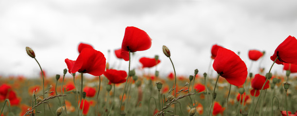 Obraz premium Maki na szarym tle nieba.