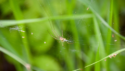 Tibellus oblongus, Laufspinne, mit Kleinlibelle Zygoptera, Natur, Wald, See, Netz