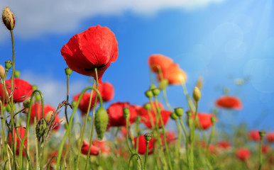 Fototapeta premium Poppies field in rays sun.
