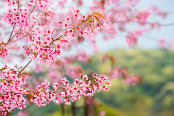 himalayan cherry blossom background