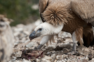 a griffon vulture took a piece of food for himself