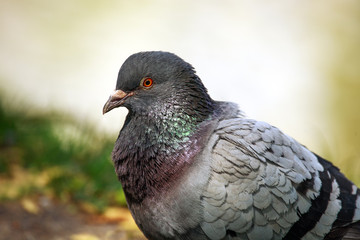 Dove in city spring park by the pond, bird pigeon outdoors