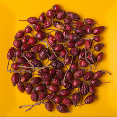 dry rose on a yellow background, macro photograph