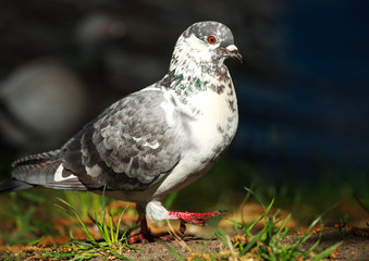 Dove in city spring park by the pond, bird pigeon outdoors