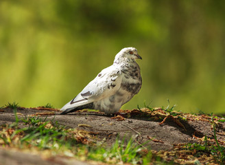 Dove in city spring park by the pond, bird pigeon outdoors