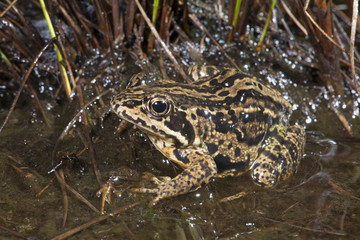 Obraz premium weiblicher Moorfrosch (Rana arvalis) - Moor frog 