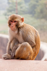 Naklejka premium Monkey in India