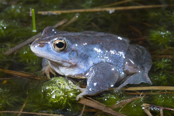 männlicher Moorfrosch (Rana arvalis) zur Paarungszeit - Moor frog 