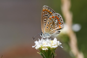 Obraz na płótnie Canvas Butterfly on white flower