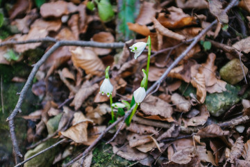 Galanthus nivalis L. (Snowdrop)