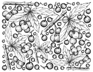 Hand Drawn Background of Allophylus Edulis Fruits