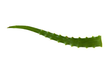 aloe leaf isolated on white background