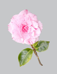 Flower of camellia.