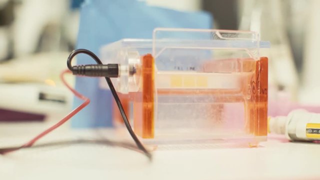 student electrophoresis machine bubbling in a scientific laboratory