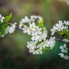 Flowering cherry branch in the spring garden.