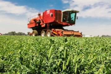 Commercial Pea Farming Close up of a pod of peas with a Red Combine Harvester behind