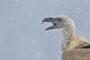 Griffon Vulture (Gyps fulvus) in the snow. Cremenes (León).