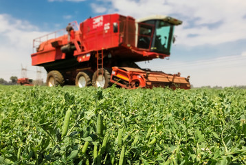 Commercial Pea Farming Close up of a pod of peas with a Red Combine Harvester behind