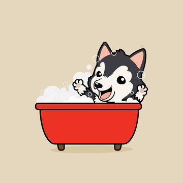 Cute cartoon character design Dark Grey Siberian Husky dog in tub take a bath in bathtub with  soap bubbles