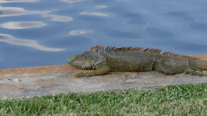 iguana in sun closeup