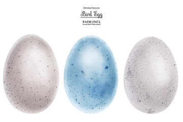 Realistic watercolor illustration, eggs