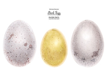 Realistic watercolor illustration, eggs