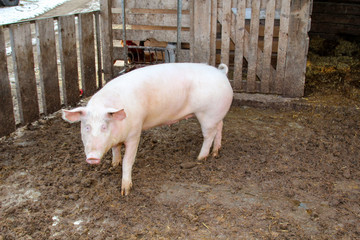 Schwein, Schweine in artgerechter Haltung 