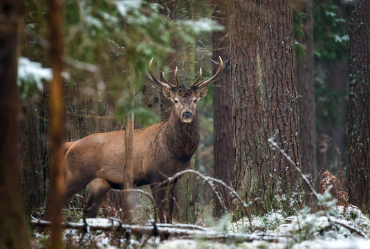 Great Adult Noble Deer Looking At You Among The Trees.Wildlife Landscape With  Deer Hart  (Cervus elaphus). Magnificent Deer In Winter Pine Forest. Beautiful Trophy Stag Close-Up, Scenic View. Belarus