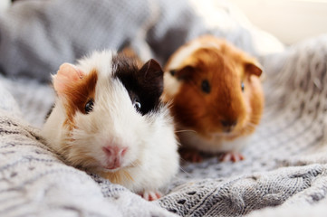 Two guinea pigs on the woolen blanket
