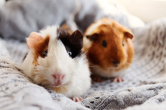 Two guinea pigs on the woolen blanket